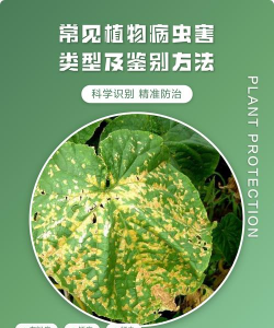 夏天防治树太阳暴晒，实用方法分享，让树木安然度夏