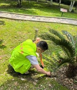 春雷霉素防治柿树病吗，了解适用病害，掌握正确用法