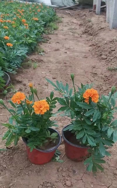 春雷霉素防治柿树病吗，了解适用病害，掌握正确用法