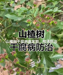 桂花树怎么种植，掌握关键步骤，轻松养出满园香