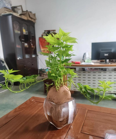 桂花树怎么种植，掌握关键步骤，轻松养出满园香