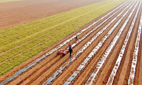 桂花树怎么种植，掌握关键步骤，轻松养出满园香