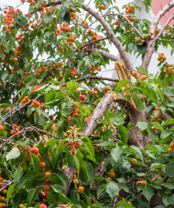山楂树害虫天牛防治，识别关键特征，掌握有效方法