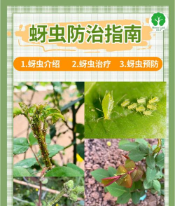 树提前防治蚜虫，掌握关键方法，保护植物健康