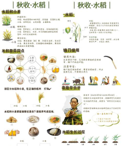 水稻无土栽培，技术要点解析，实现高产高效