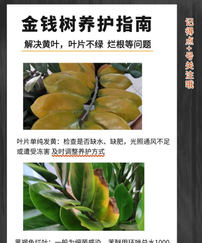 山楂树害虫天牛防治，识别关键特征，掌握有效方法