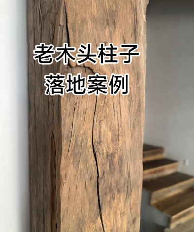 菊花栽培与管理技术，轻松掌握种植要点，打造美丽花园