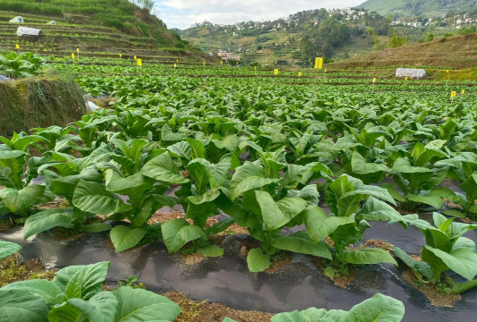 菊花栽培与管理技术，轻松掌握种植要点，打造美丽花园