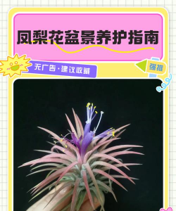 牧丹花怎么养，掌握浇水技巧，轻松养活不烂根