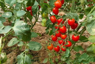 牧丹花怎么养，掌握浇水技巧，轻松养活不烂根