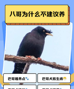 牧丹花怎么养，掌握浇水技巧，轻松养活不烂根