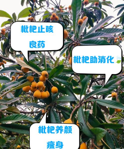 牧丹花怎么养，掌握浇水技巧，轻松养活不烂根