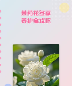 牧丹花怎么养，掌握浇水技巧，轻松养活不烂根