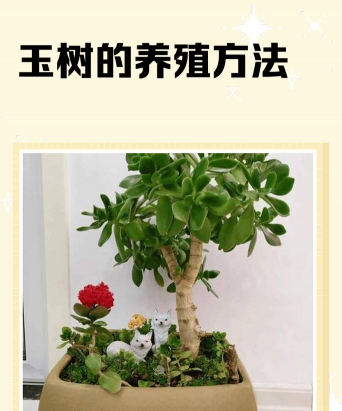 牧丹花怎么养，掌握浇水技巧，轻松养活不烂根