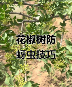 果树栽培学实习报告，实习内容实践经验分享