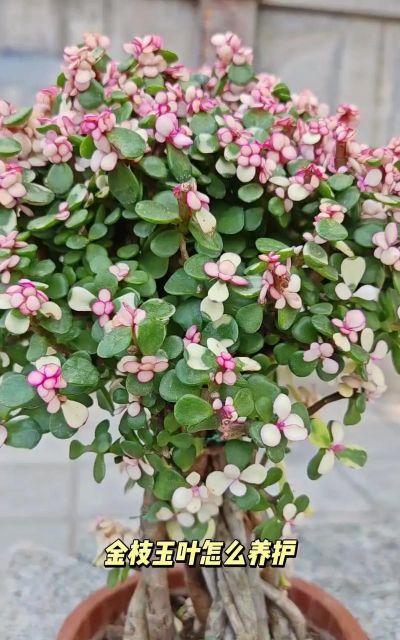 桂花树怎么种植，掌握关键步骤，轻松养出满园香