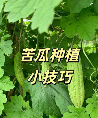 桂花树怎么种植，掌握关键步骤，轻松养出满园香