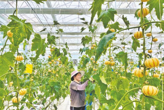 桂花树怎么种植，掌握关键步骤，轻松养出满园香