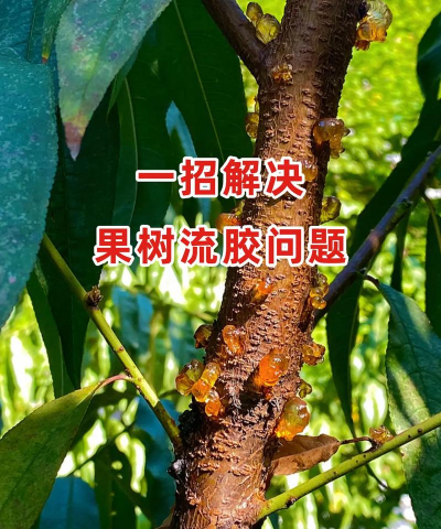 桂花树怎么种植，掌握关键步骤，轻松养出满园香
