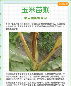 桂花树怎么种植，掌握关键步骤，轻松养出满园香