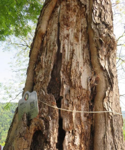 春雷霉素防治柿树病吗，了解适用病害，掌握正确用法