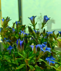 绿化网站设计，提升用户体验，打造生态友好界面