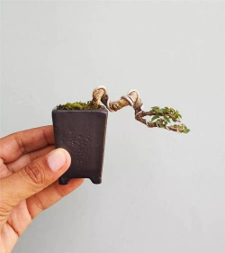 绿化网站设计，提升用户体验，打造生态友好界面