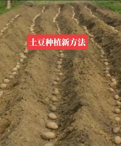 菊花栽培与管理技术，轻松掌握种植要点，打造美丽花园