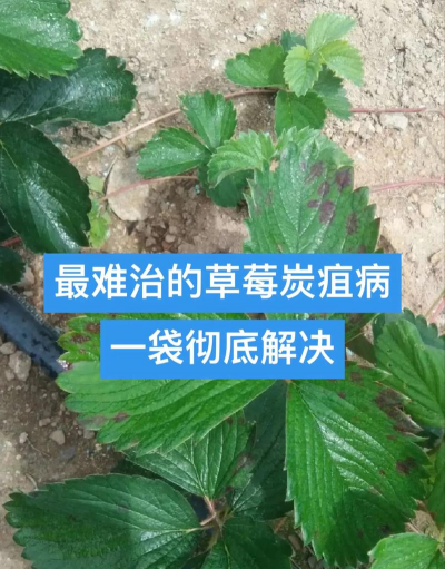 菊花栽培与管理技术，轻松掌握种植要点，打造美丽花园
