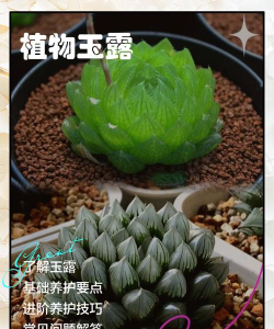 菊花栽培与管理技术，轻松掌握种植要点，打造美丽花园