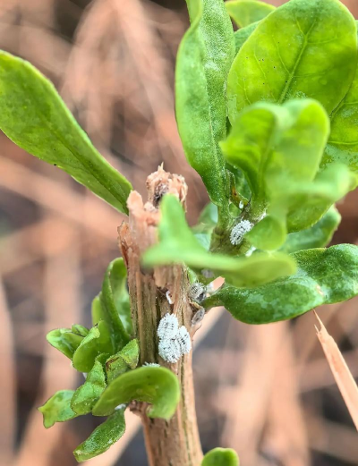 菊花栽培与管理技术，轻松掌握种植要点，打造美丽花园