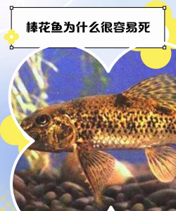 金冠花怎么养，掌握关键技巧，轻松爆盆开花