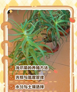 牧丹花怎么养，掌握浇水技巧，轻松养活不烂根