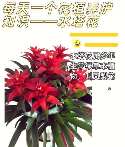 牧丹花怎么养，掌握浇水技巧，轻松养活不烂根