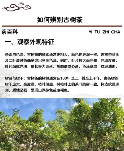 牧丹花怎么养，掌握浇水技巧，轻松养活不烂根