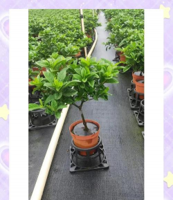 牧丹花怎么养，掌握浇水技巧，轻松养活不烂根