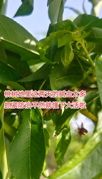 金冠花怎么养，掌握关键技巧，轻松爆盆开花
