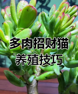 金冠花怎么养，掌握关键技巧，轻松爆盆开花