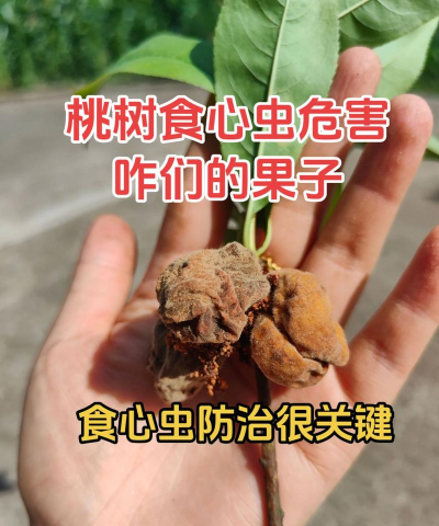 金冠花怎么养，掌握关键技巧，轻松爆盆开花