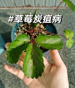 草莓树病害防治方法，识别常见症状，掌握科学防治技巧