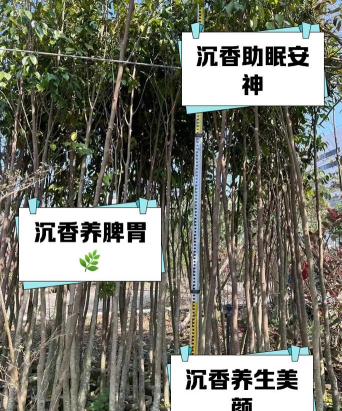 沉香树防治病虫，保护树木健康，提升种植效益