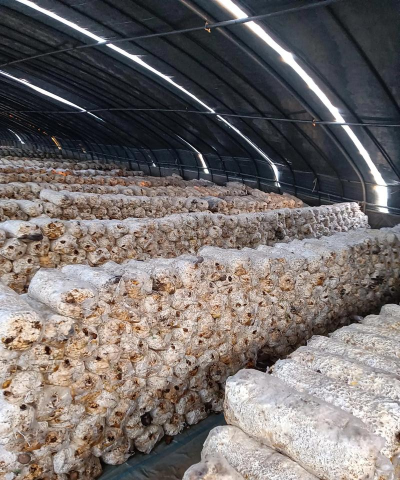 春雷霉素防治柿树病吗，了解适用病害，掌握正确用法