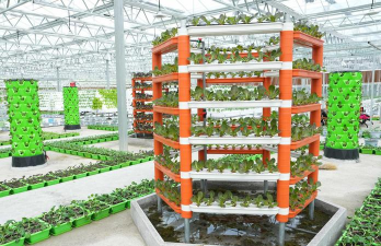 春雷霉素防治柿树病吗，了解适用病害，掌握正确用法