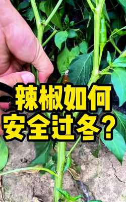 春雷霉素防治柿树病吗，了解适用病害，掌握正确用法