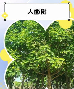 春雷霉素防治柿树病吗，了解适用病害，掌握正确用法