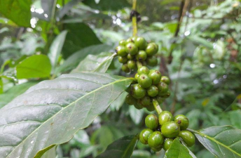 春雷霉素防治柿树病吗，了解适用病害，掌握正确用法