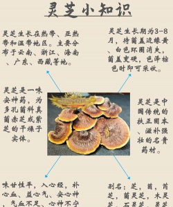 桂花树怎么种植，掌握关键步骤，轻松养出满园香