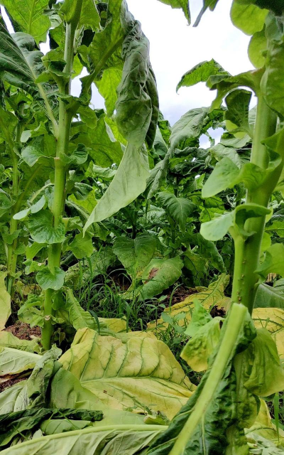 桂花树怎么种植，掌握关键步骤，轻松养出满园香