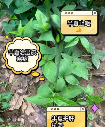 半夏高产栽培技术视频，一看就懂，快速上手