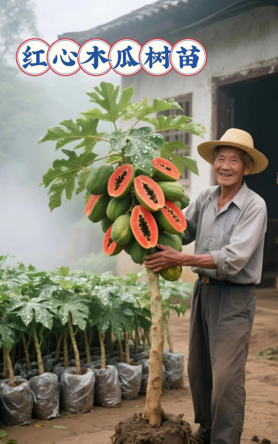 桂花树怎么种植，掌握关键步骤，轻松养出满园香